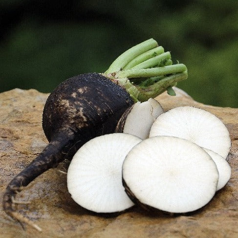 Black Radish 30+ Seeds