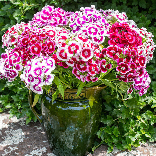 Imported Sweet William 20+ Seeds