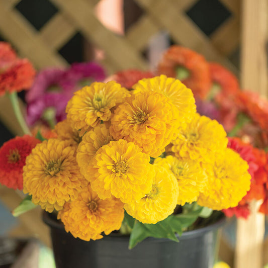 F1 Zinnia Elegans Yellow Dwarf 20 Seeds