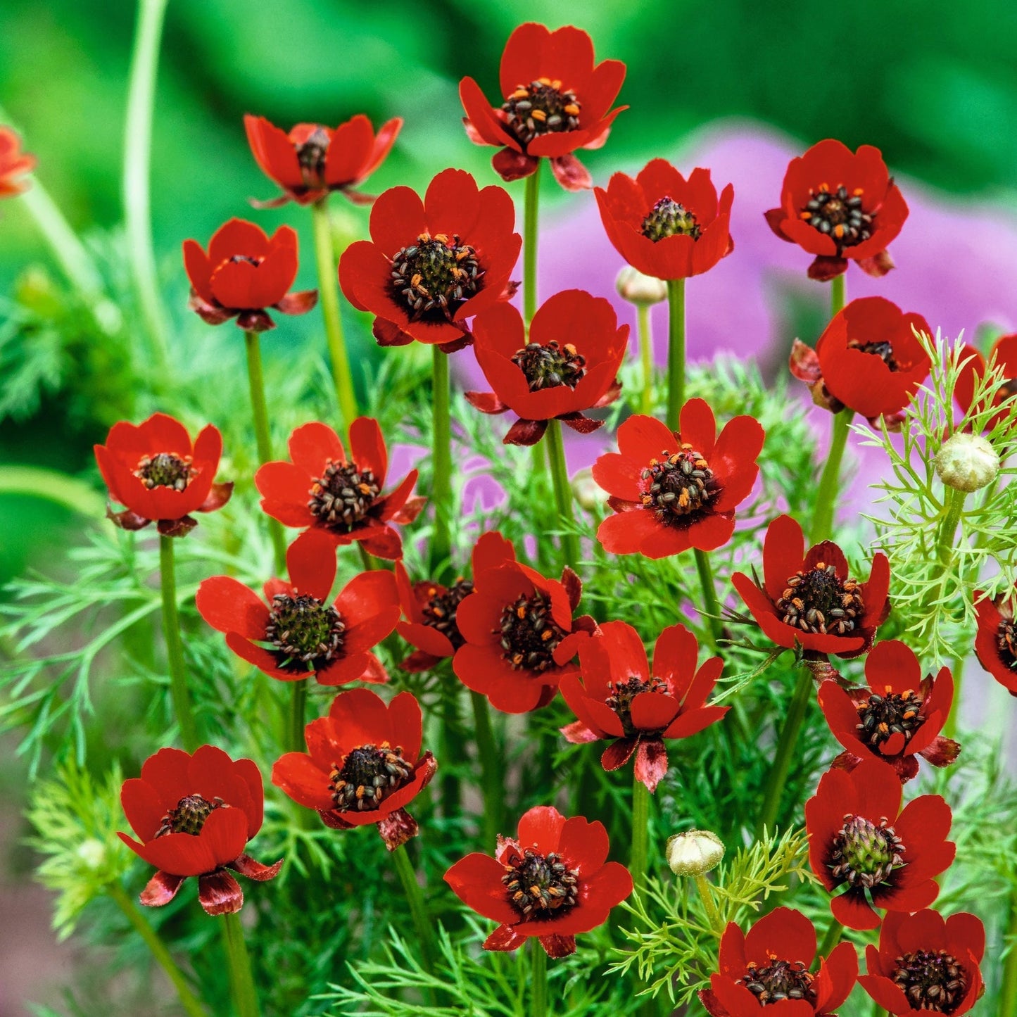 Adonis Pheasant Eye 20 seeds