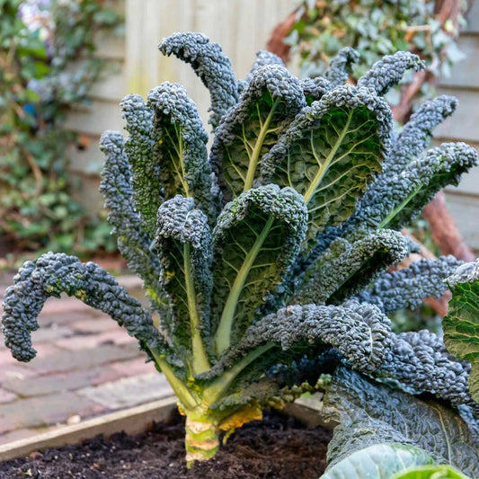Kale 15 Seeds