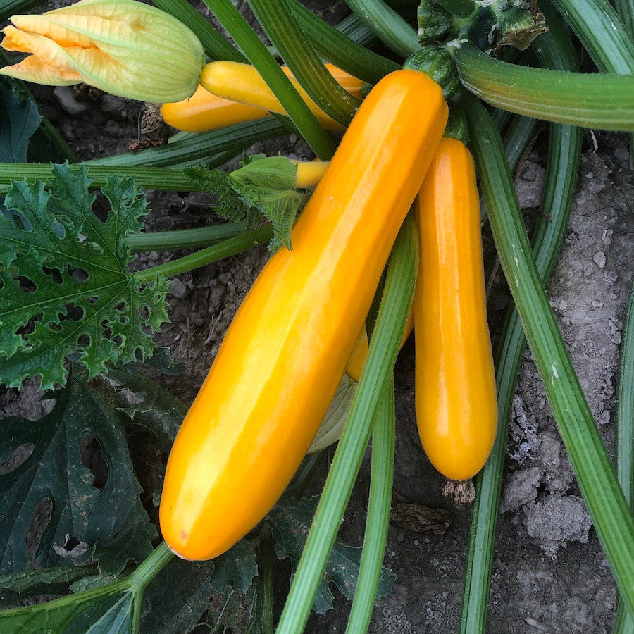 Golden Sqaush 10 Seeds