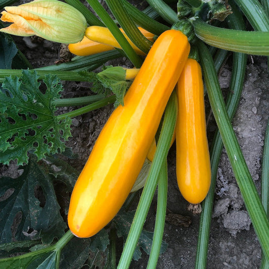 Golden Sqaush 10 Seeds