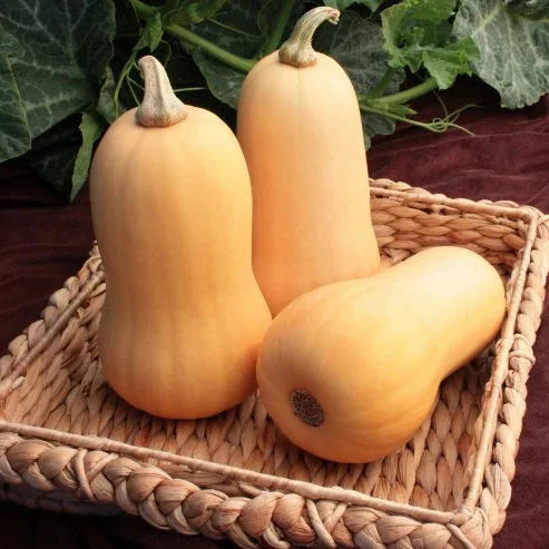 Butternut Squash 10 Seeds