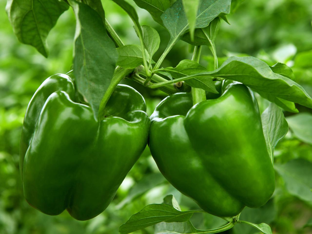 Green Capsicum 25 Seeds