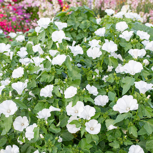 Lavatera Trimestris Mont Blanc 30+ Seeds