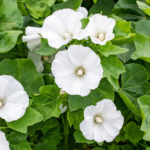 Lavatera Trimestris Mont Blanc 30+ Seeds