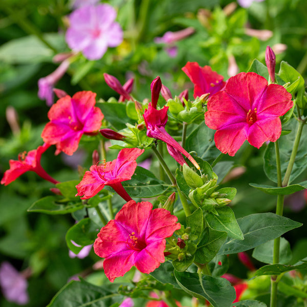 Four o'clock Rose 15 Seeds
