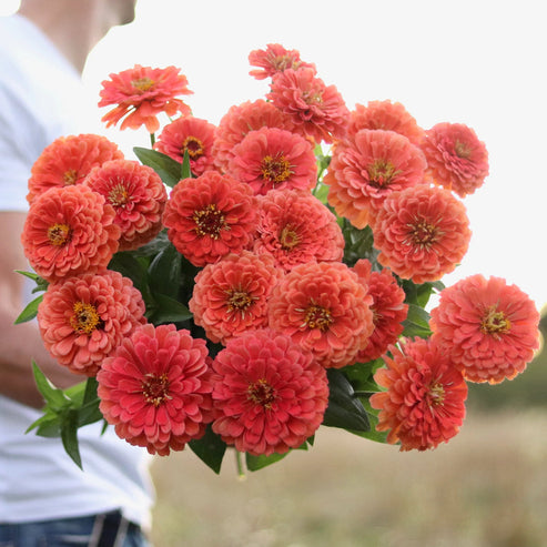 F1 Zinnia Elegans Bronze Dwarf 20 Seeds