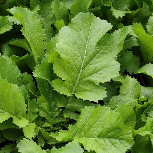 Sasron Saag 500+ Seeds