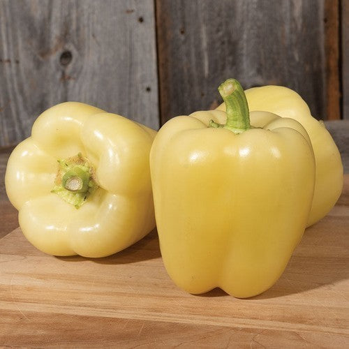 Sorokasry Capsicum 15 Seeds