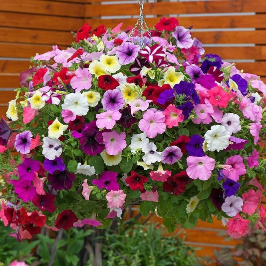 Imported Ptunia Hybrida Mix 100+ Seeds