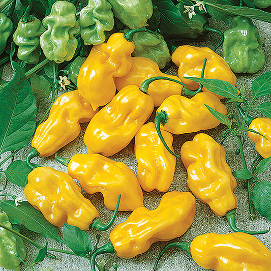 Yellow Habanero Peppers 10 Seeds