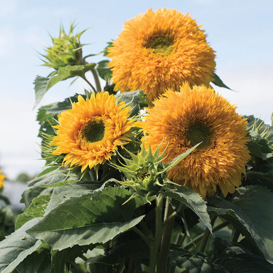 Sunflower Double Tall 15 Seeds