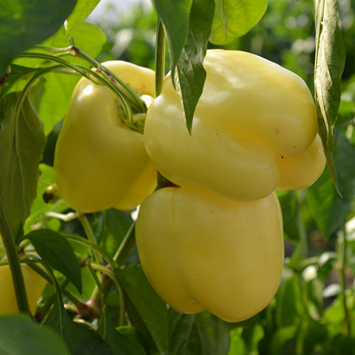 Sorokasry Capsicum 15 Seeds