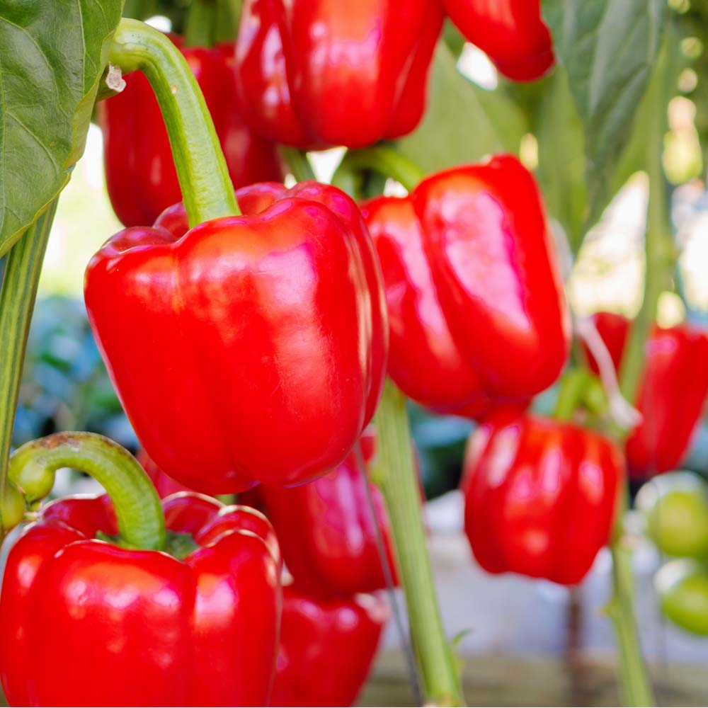 Red Capsicum 10 Seeds