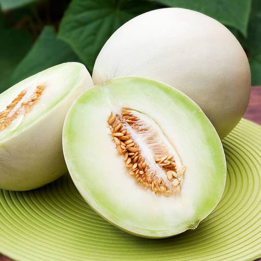 F1 Hybrid Honey Sweet Melon 15 Seeds
