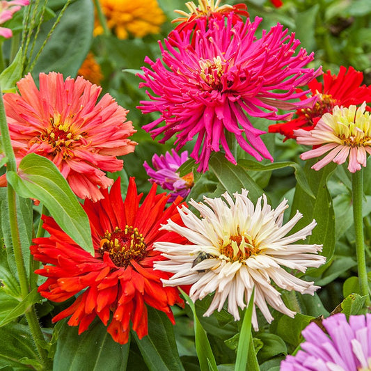 Zinnia cactus Mix 20 Seeds
