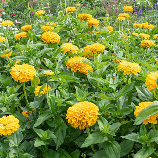 Zinnia Golden Hour 20+ Seeds