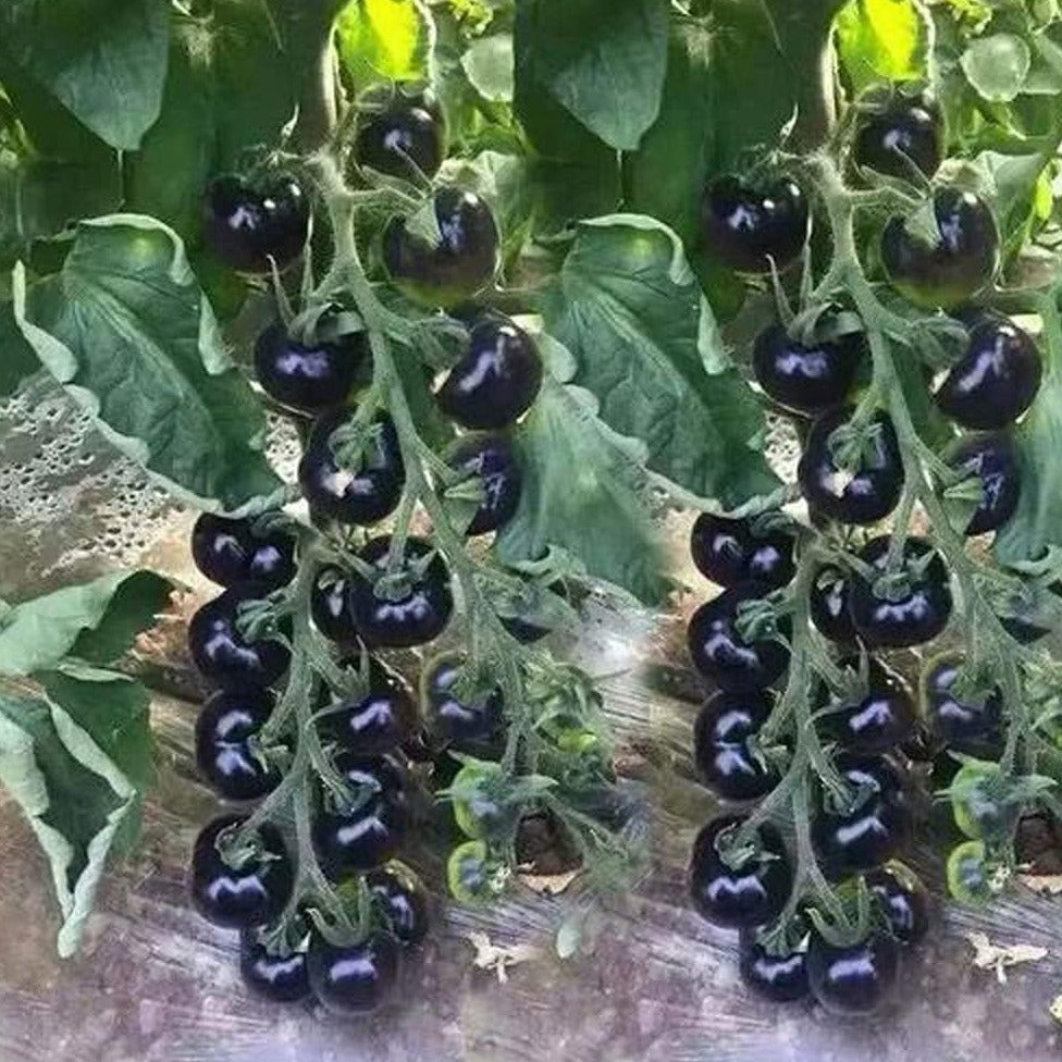 Black Cherry Tomatoes 10 Seeds