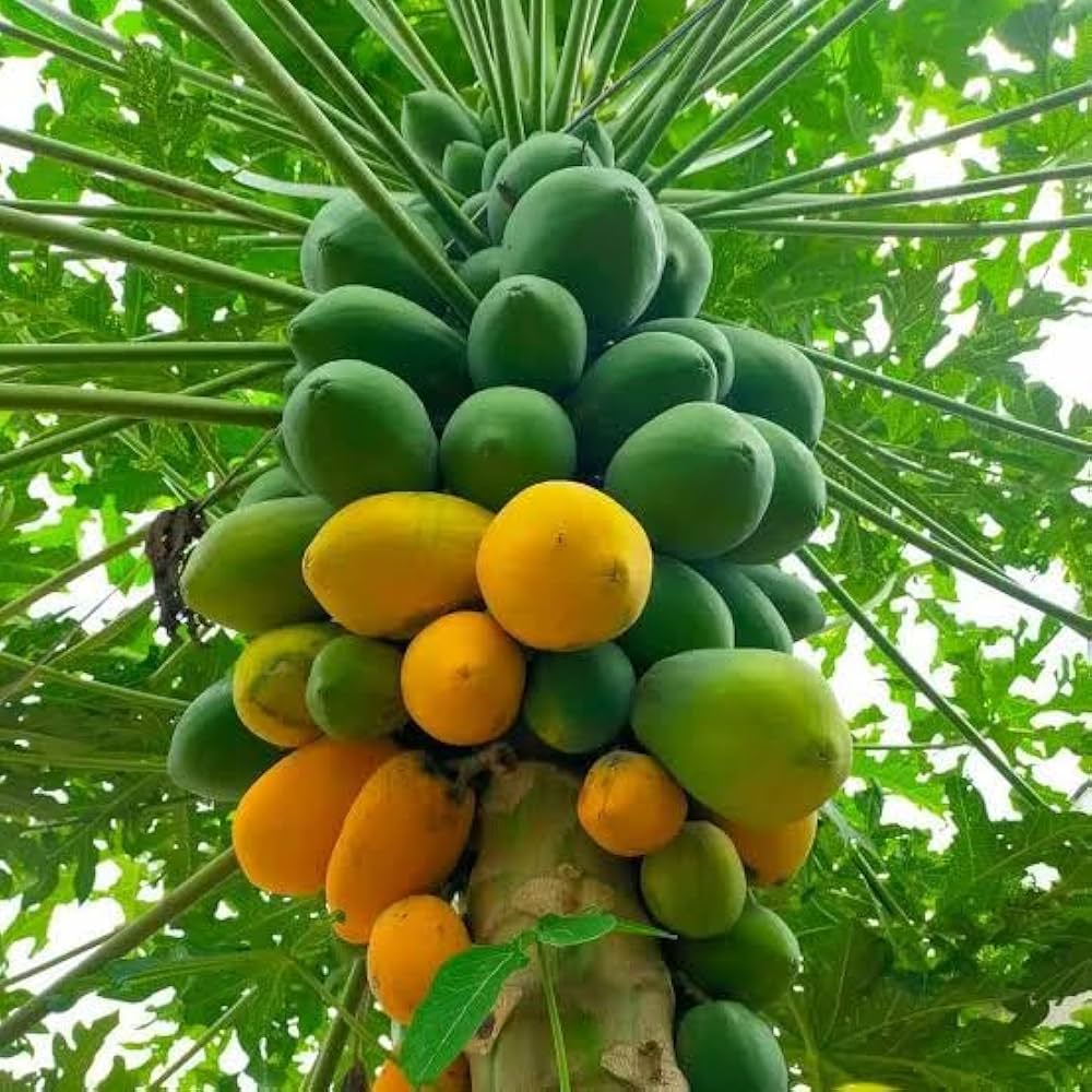 F1 Papaya Red Queen 10 Seeds