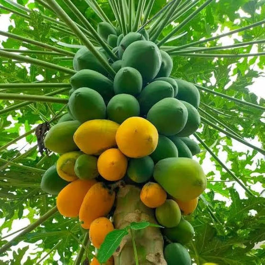 F1 Papaya Red Queen 10 Seeds