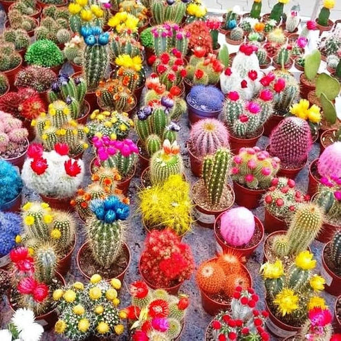 Cactus Mix 15+ Seeds