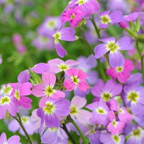 Virginian Stock Dwarf 30+ Seeds