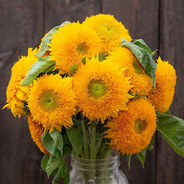 Sunflower Teddy Bear 15 Seeds