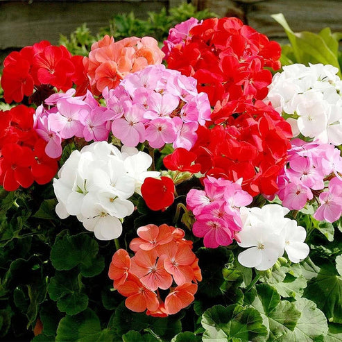 F2 Geranium Zonale Dwarf Mix 15+ Seeds