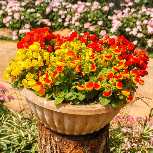 Slipper Flower Mix 200+ seeds