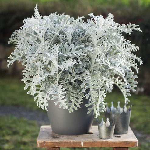 Silver Dust Dwarf 50+ Seeds