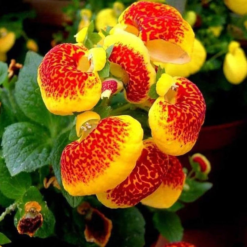 Slipper Flower Mix 200+ seeds