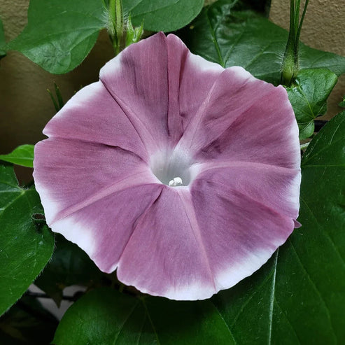 Morning Glory Chocolate Extra 15 Seeds