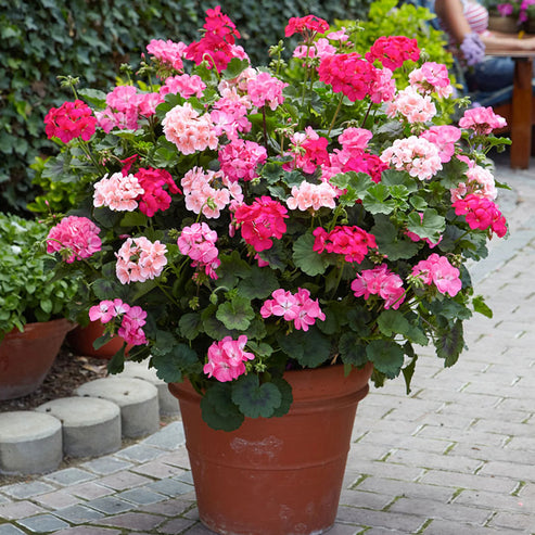 F2 Geranium Zonale Dwarf Mix 15+ Seeds