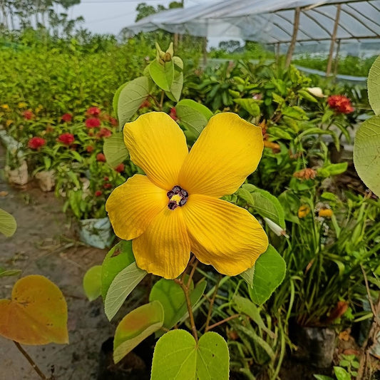 Land Lotus 50+ Seeds