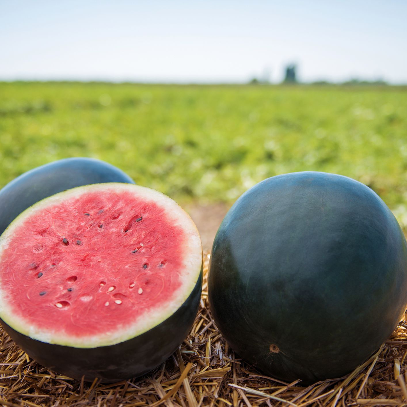 F1 Hybrid Round Watermelon 10 Seeds
