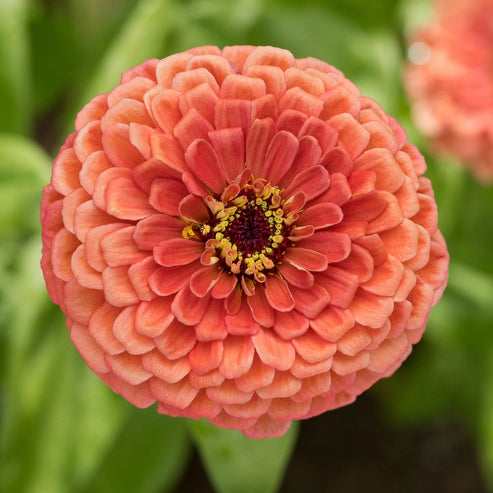 F1 Zinnia Elegans Bronze Dwarf 20 Seeds
