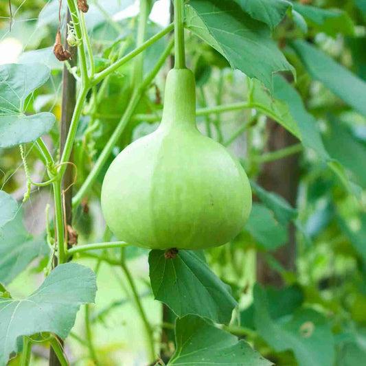 F1 Bulb Kaddu 10 Seed