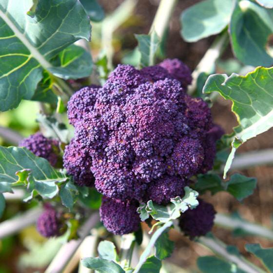 Imported Purple Broccoli 20 Seeds – Capital Garden Center