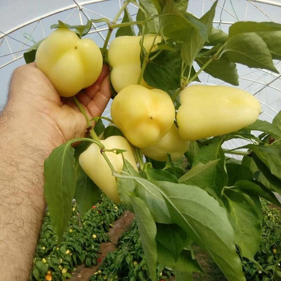 Sorokasry Capsicum 15 Seeds