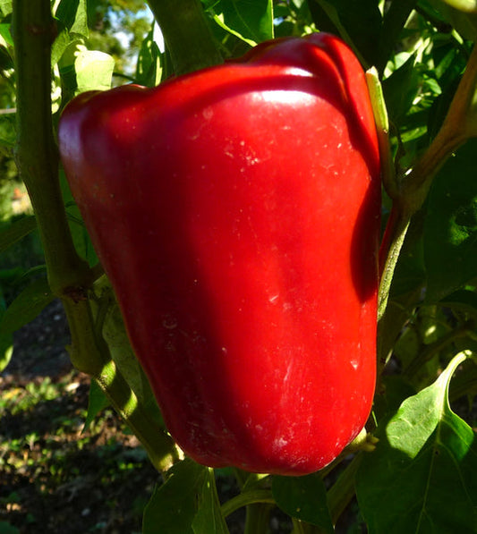 Papika peppers 15 Seeds