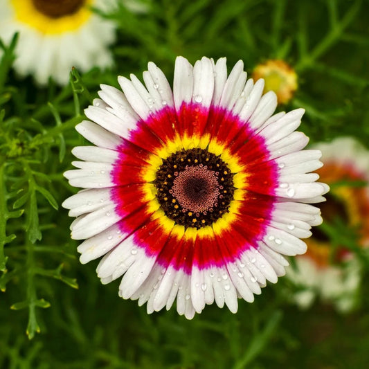 Imported Chrysanthemum Rainbow 20+Seeds