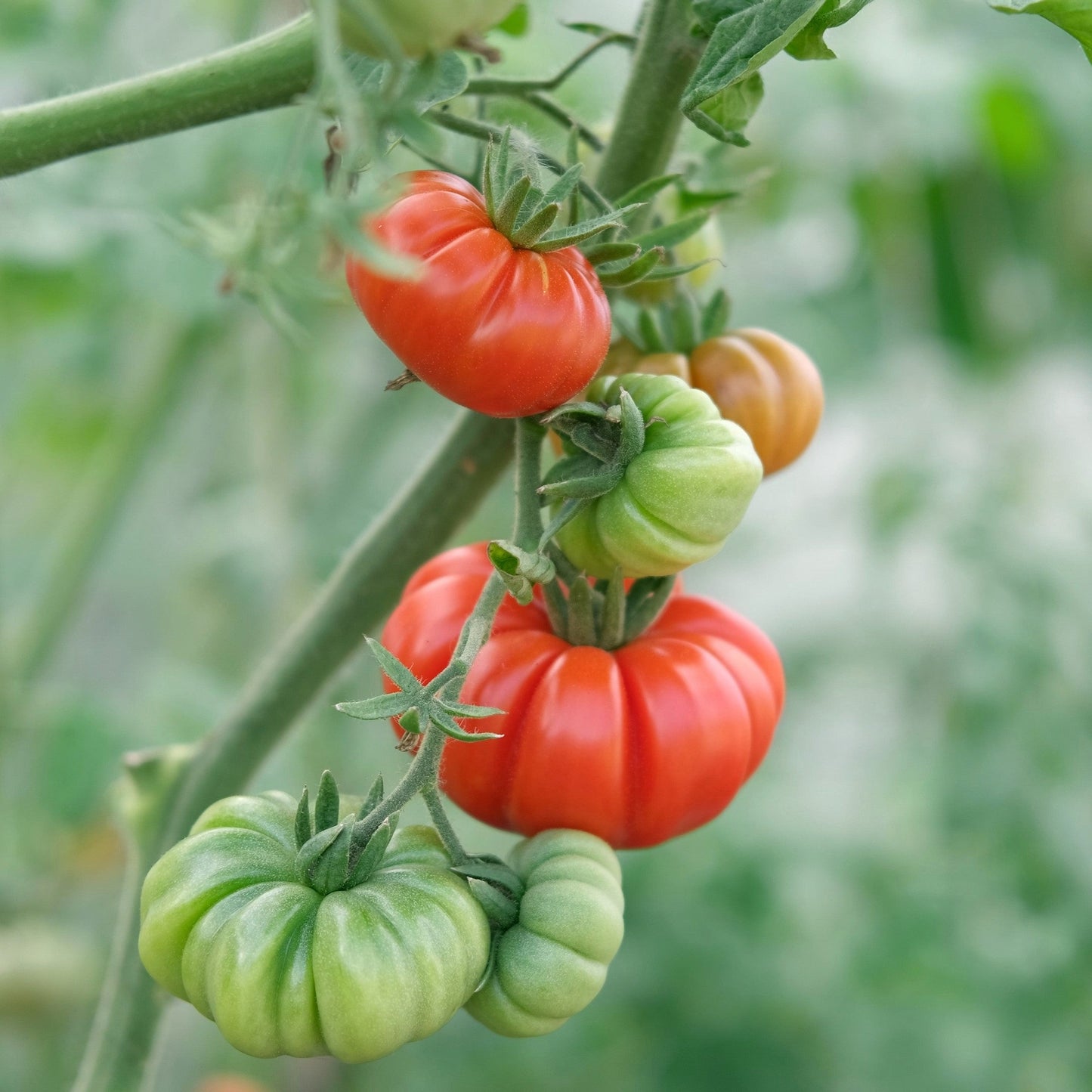 Hortus Pomodoro Costoluto Tomatoes