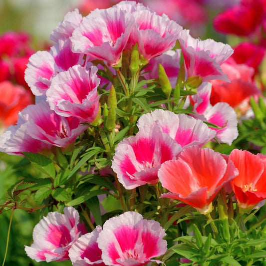 Imported Gedotia Double Tall Mix 50+ Seeds