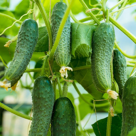 Pickle Cucumber 15 Seeds