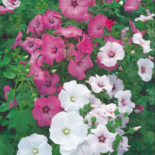 Lavatera Trimestris Mix 30+ Seeds
