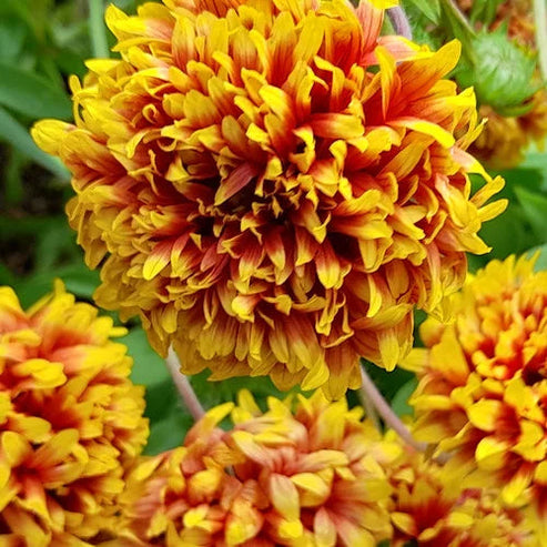 Gaillardia Sundance bicolor Dwarf 20+ Seeds