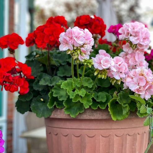 F2 Geranium Zonale Dwarf Mix 15+ Seeds
