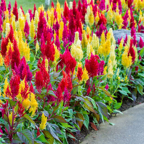 Celosia Pulmosa Tall Mix 50+ Seeds
